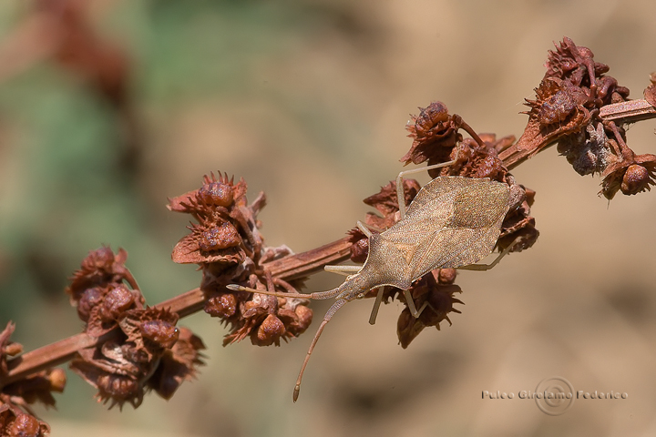 Coreidae: Haploprocta sulcicornis in zona Capaci (Palermo)